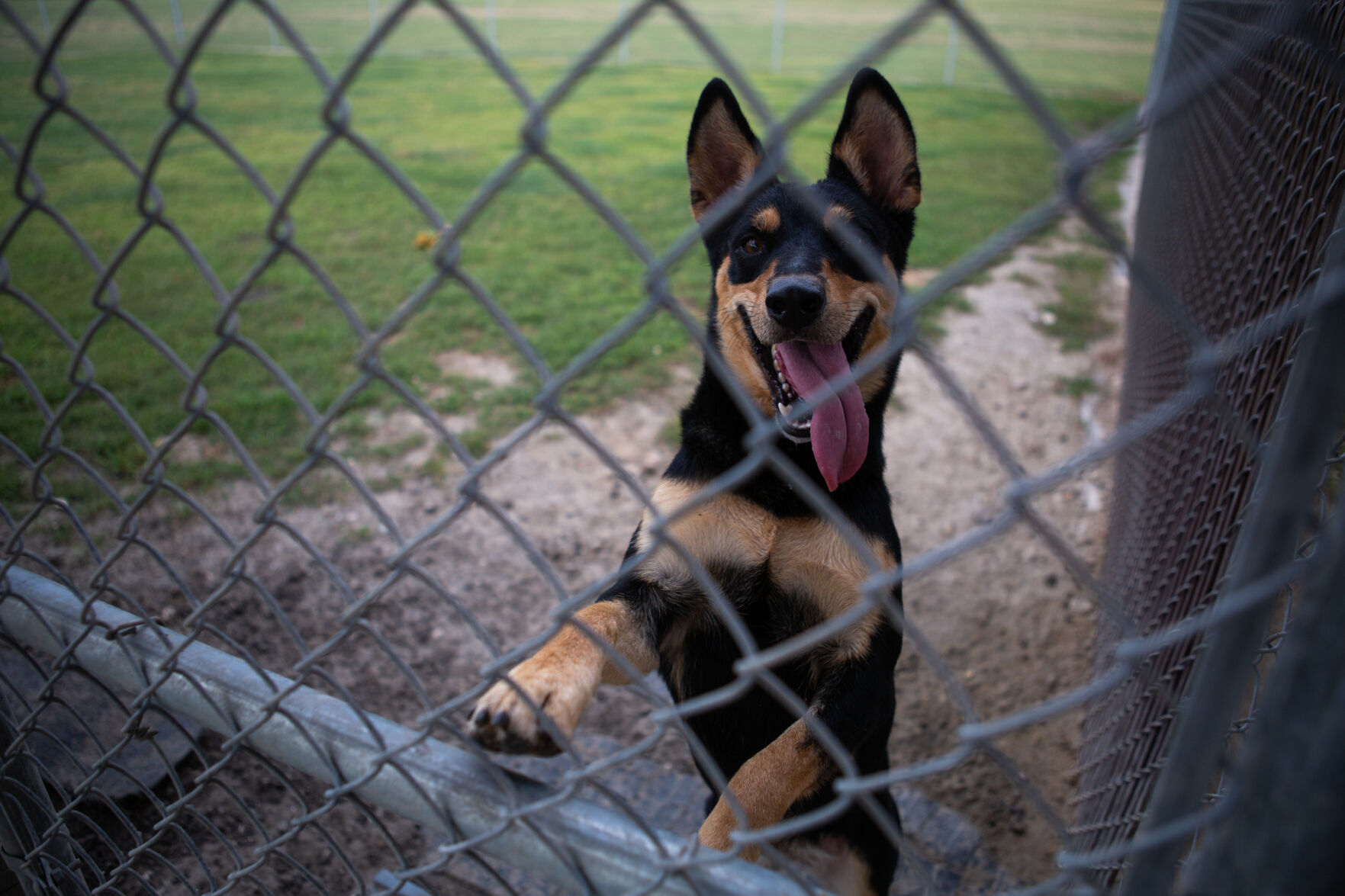 Calhoun County Humane Society